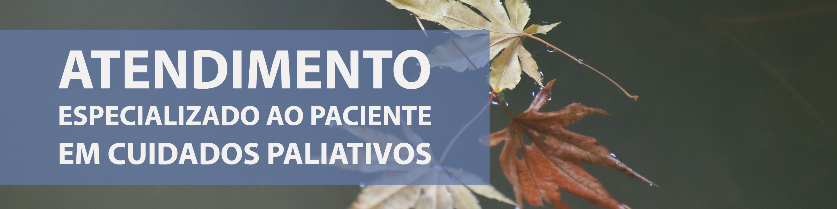 paliativos (4).jpg